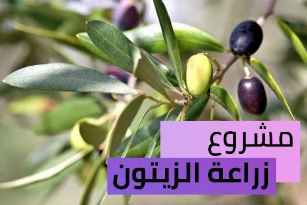 مشروع زراعة الزيتون